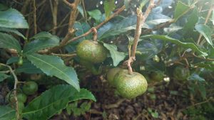 茶の実　camellia sinensis seed pod