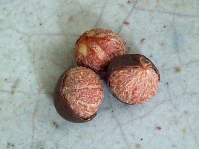 茶種子 camerllia sinensis seed